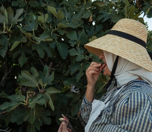 Nije samo orah u pitanju: Naši stari nikad nisu sadili smokvu blizu kuće, evo i zbog čega