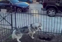 PAS DANIMA KOPAO NA ISTOM MJESTU, VLASNICA POSUMNJALA DA NE NEŠTO DEBELO NE VALJA: Kada je vidjela o čemu se radi, sledila se VIDEO