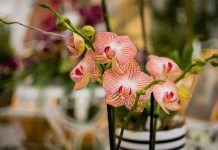 Orhideje nisu cvjetale dok mi baka nije otkrila ovaj trik