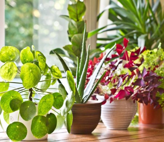 6 grešaka zbog kojih sobne biljke brzo uvenu: Zalivanje je na prvom mestu