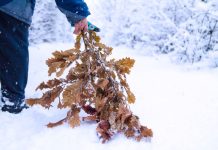 Uz badnjak obavezno treba uneti ovu biljku u kuću: Malo ko zna njenu simboliku