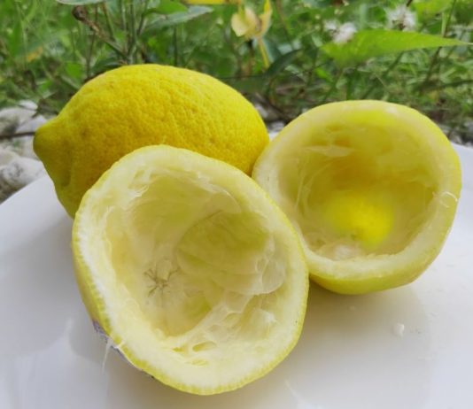 Uzmite koru od limuna i samo uradite ovo: Sudovi će biti blistavi kao nikad pre