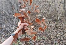 Evo kada se po pravilu ide po badnjak i zašto baš na taj dan