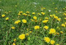 Svi ga čupaju kao korov, a čisti jetru kao buldožer: Jači je od limuna i raste u svakom travnjaku