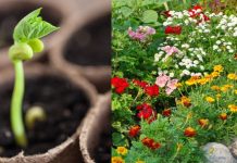 16 vrsta cveća koje se seje u januaru i ferbruaru: U proleće nećete moći da prepoznate svoje dvorište