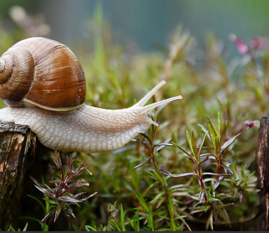 Imate probleme sa puževima u bašti kada stigne proljeće? EVO KAKO DA IH SE ZAUVIJEK RIJEŠITE: Stručnjaci otkrili TRIK, treba vam 1 stvar
