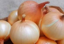 Doktori otkrivaju da jedenje luka uzrokuje …