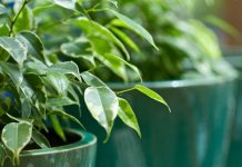 Ova klasična biljka je proglašena za broj 1 u 2026.: Pročišćava vazduh, smanjenje stresa i ima je u svim bojama i oblicima – ako je već nemate, nabavite je odmah