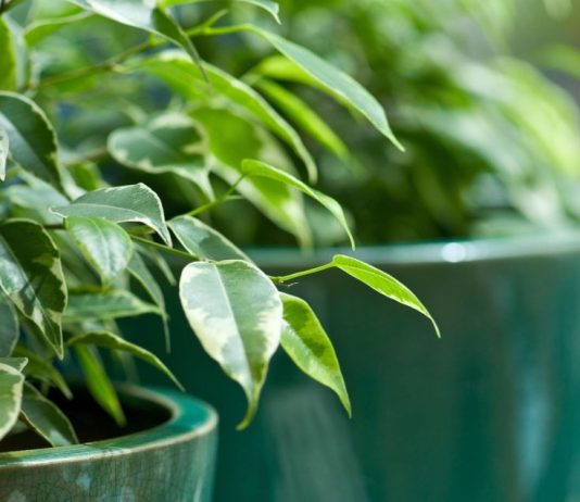 Ova klasična biljka je proglašena za broj 1 u 2026.: Pročišćava vazduh, smanjenje stresa i ima je u svim bojama i oblicima – ako je već nemate, nabavite je odmah