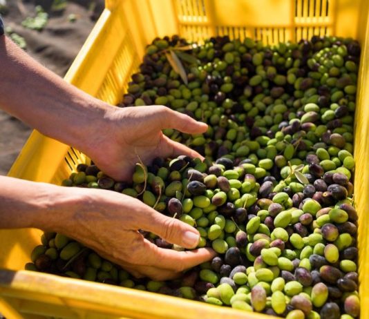 Ovu namirnicu zovu hranom Bogova: Ako se jede redovno donosi brojne benefite organizmu