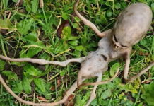 Našao sam nešto čudno u svom dvorištu — prvo sam pomislio da je to nešto vanzemaljsko… ali istina me iznenadila.