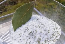 Kombinacija lovora i soli leči tijelo i dušu – evo kako da je pravilno iskoristite!