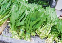 Biljka koja čista krv i jača organizam: Raste u našim šumama, bere se u martu i prava je nutritivna bomba