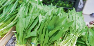 Biljka koja čista krv i jača organizam: Raste u našim šumama, bere se u martu i prava je nutritivna bomba