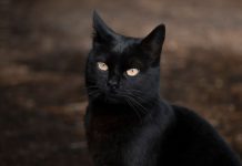 Danas je petak 13. koji je nakon ovog događaja postao uklet: Evo zašto ga zovu crni petak