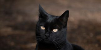 Danas je petak 13. koji je nakon ovog događaja postao uklet: Evo zašto ga zovu crni petak