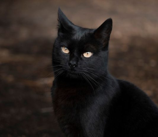 Danas je petak 13. koji je nakon ovog događaja postao uklet: Evo zašto ga zovu crni petak