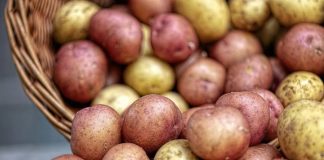 Ovaj stari trik naših baka garantuje rekordni prinos luka i krompira – bez ijedne kapi hemije!