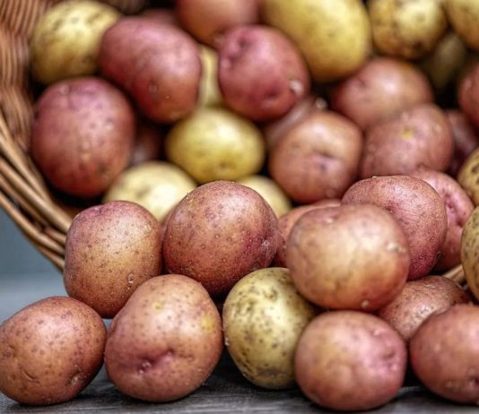 Ovaj stari trik naših baka garantuje rekordni prinos luka i krompira – bez ijedne kapi hemije!