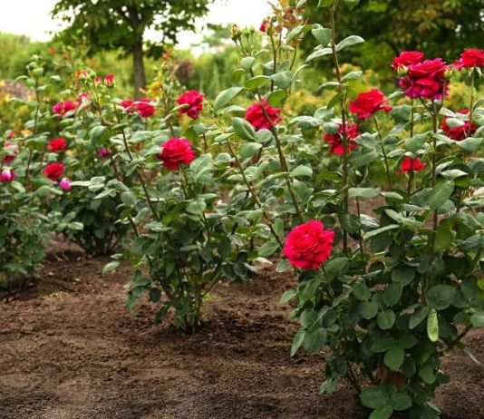 Obavezno ovaj prah pospite po ružama u februaru: Svi ga imamo u kući, bujaće cijelo ljeto