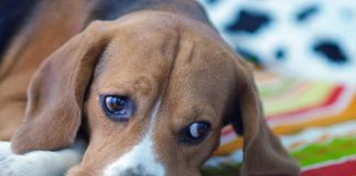 Šta pas oseća kad na njega zagalamite otkriva stručnjaka za ponašanje pasa