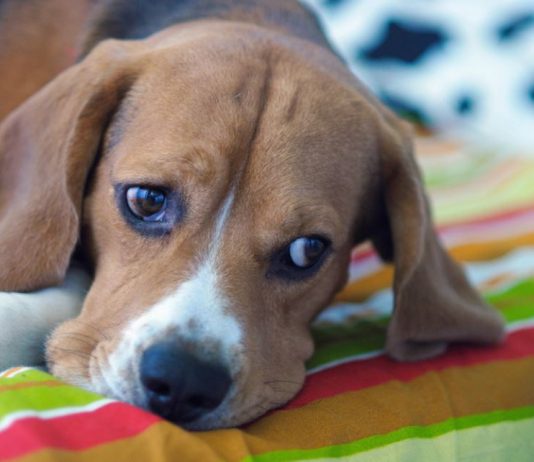 Šta pas oseća kad na njega zagalamite otkriva stručnjaka za ponašanje pasa