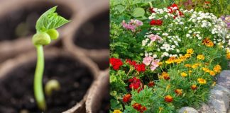 Ova tri cveta zasadite u februaru i na proleće ćete imati baštu punu mirisa i boja: Idealni su i za terase