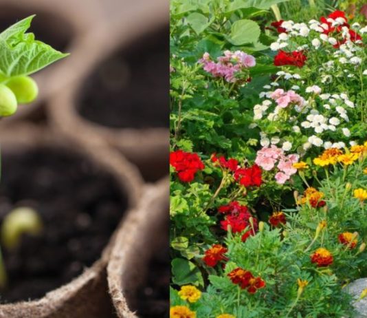 Ova tri cveta zasadite u februaru i na proleće ćete imati baštu punu mirisa i boja: Idealni su i za terase