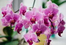 Ako vam orhideja izgleda kao da joj nema pomoći, nemojte je bacati: Pokušajte sa ovim sastojkom iz kuhinje