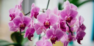Ako vam orhideja izgleda kao da joj nema pomoći, nemojte je bacati: Pokušajte sa ovim sastojkom iz kuhinje