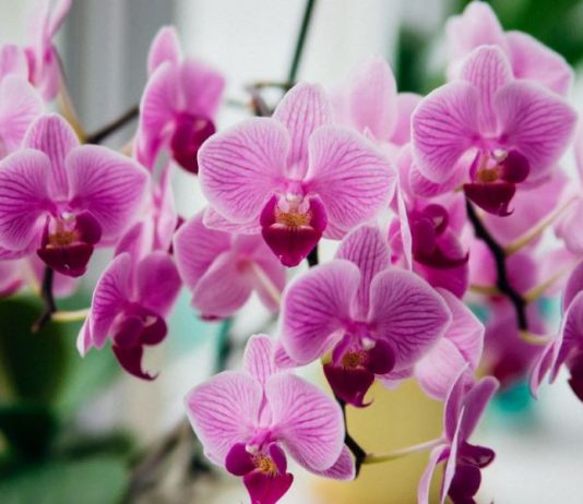 Ako vam orhideja izgleda kao da joj nema pomoći, nemojte je bacati: Pokušajte sa ovim sastojkom iz kuhinje