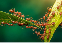 Kako se brzo riješiti mrava u stanu: 4 načina bez kemikalija