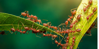 Kako se brzo riješiti mrava u stanu: 4 načina bez kemikalija