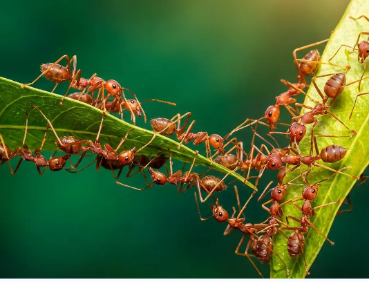 Kako se brzo riješiti mrava u stanu: 4 načina bez kemikalija