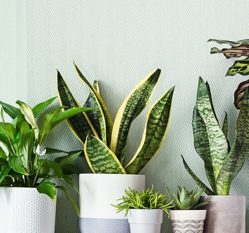 Ove sobne biljke ne vole vodu iz slavine, evo čime ih je bolje zalijevati