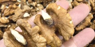 Doktori otkrivaju da jedenje oraha uzrokuje…