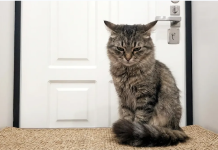 Mačke se ljute kad ih se ostavi same: ne samo da ih se zanemaruje, nego je to puno gore.