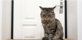 Mačke se ljute kad ih se ostavi same: ne samo da ih se zanemaruje, nego je to puno gore.