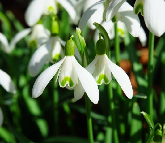 Šta znači kad visibabe procvjetaju prije kraja februara? Evo kakvo nas čeka proljeće