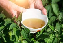 Stari čaj koji obnavlja i oporavlja celo telo: Jača krvnu sliku, snižava šećer, čuva bubrege