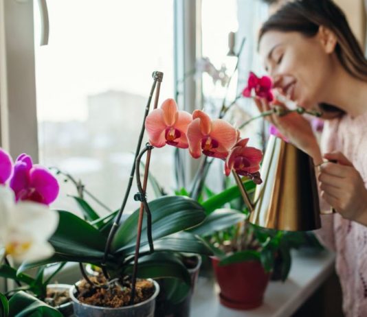 Koje poklone treba izbegavati za 8. mart: Ovo cveće se nosi na groblju i nipošto ne sme da se poklanja damama