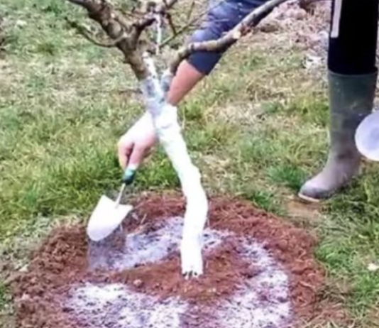 5 stvari koje morate učiniti prije nego voćke procvjetaju za rekordnu berbu..