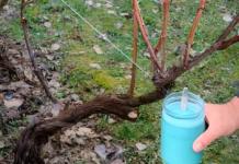 4 stvari koje morate uraditi prije nego što se loza probudi – za bogatu berbu