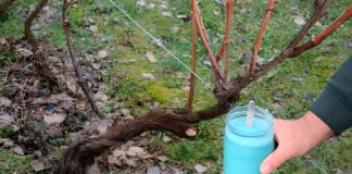 4 stvari koje morate uraditi prije nego što se loza probudi – za bogatu berbu