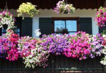 Raskošno cvijeće koje cvjeta mjesecima: Kupite ga sada, imaćete najljepšu terasu sve do jeseni!