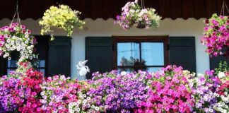 Raskošno cvijeće koje cvjeta mjesecima: Kupite ga sada, imaćete najljepšu terasu sve do jeseni!