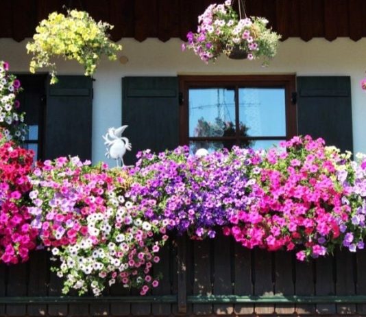 Raskošno cvijeće koje cvjeta mjesecima: Kupite ga sada, imaćete najljepšu terasu sve do jeseni!