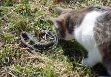 Panika zbog zmija oko kuće! Evo šta treba da prospete po dvorištu da ih više nikad ne vidite blizu