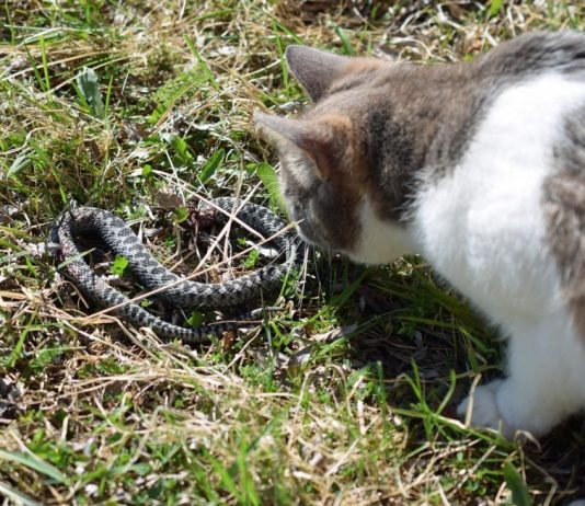 Panika zbog zmija oko kuće! Evo šta treba da prospete po dvorištu da ih više nikad ne vidite blizu