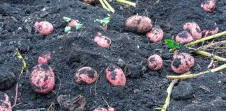 Posadite mladi krompir u martu i u junu ćete dobiti proizvod koji će vas hraniti do zime